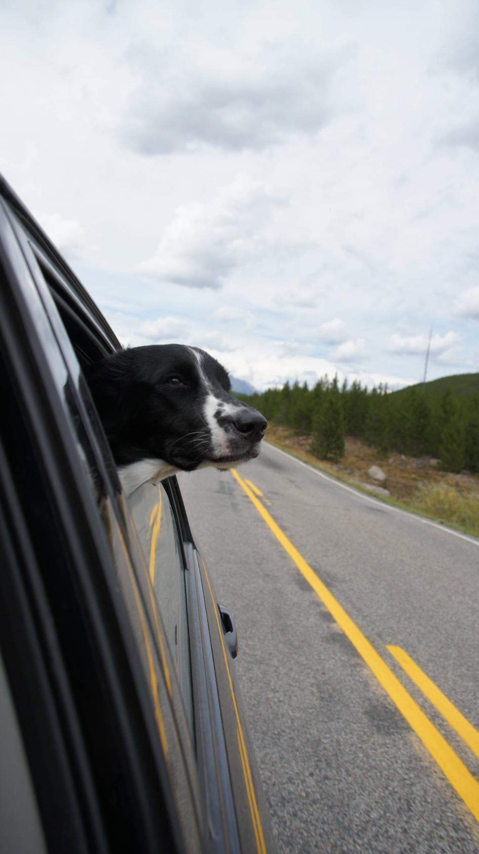 Free Stock Photo of Dog Head out Window Download Free Images and Free