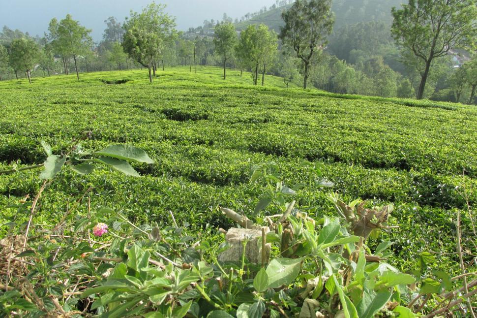 Free Stock Photo of Green Tea Garden Download Free Images and Free
