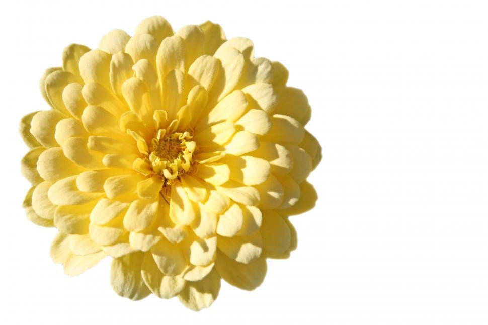 Free Stock Photo of Yellow Zenia Download Free Images and Free Illustrations