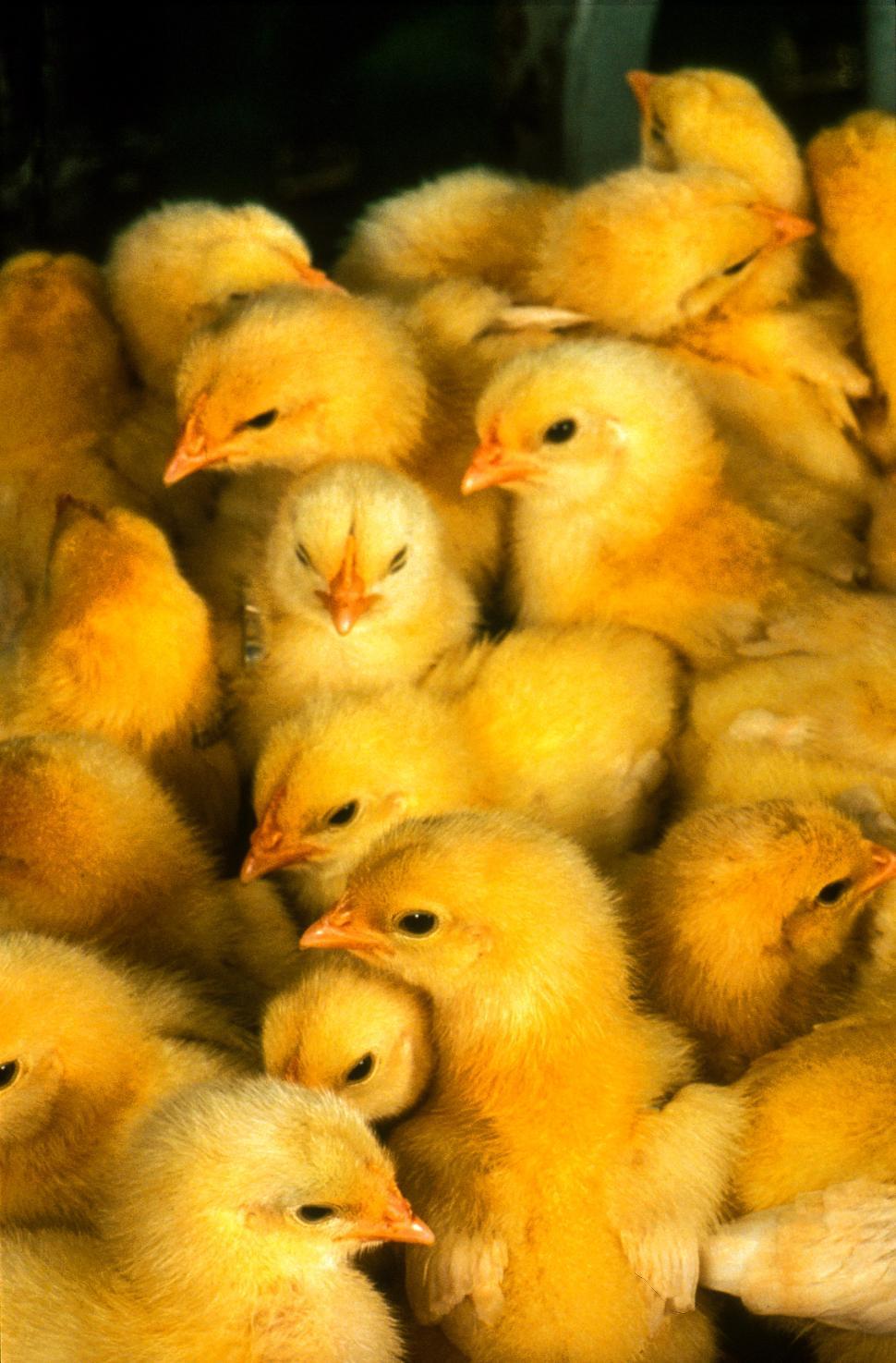 Free Stock Photo of Young Yellow chicks Download Free Images and Free Illustrations