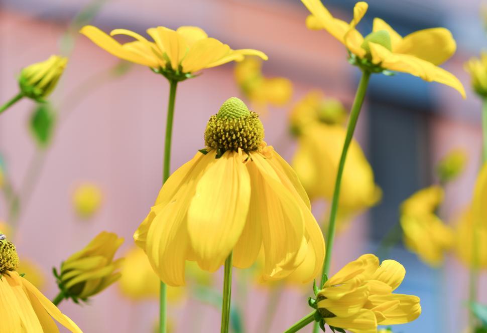 Free Stock Photo of Yellow flowers Download Free Images and Free