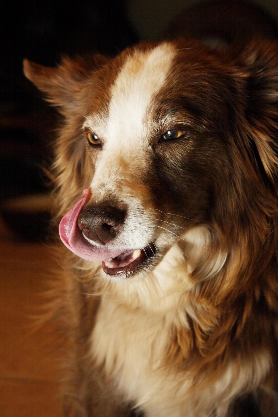 Free Stock Photo of Dog Licks its Chops Download Free Images and Free
