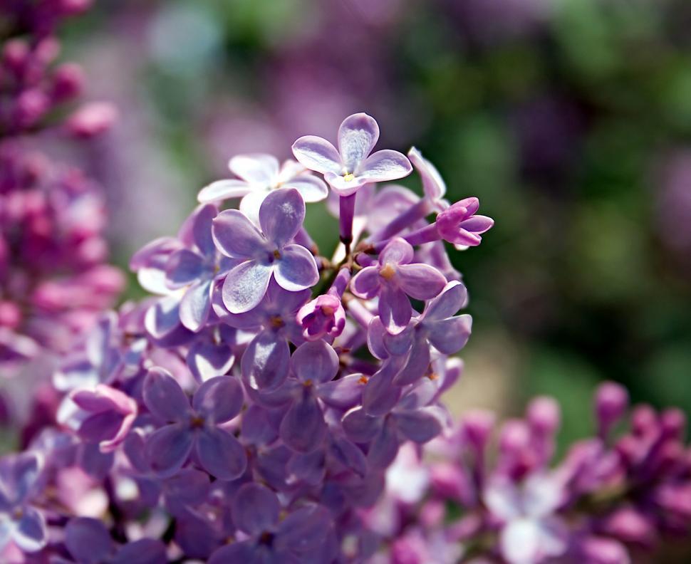 Free Stock Photo of April flowers Download Free Images and Free