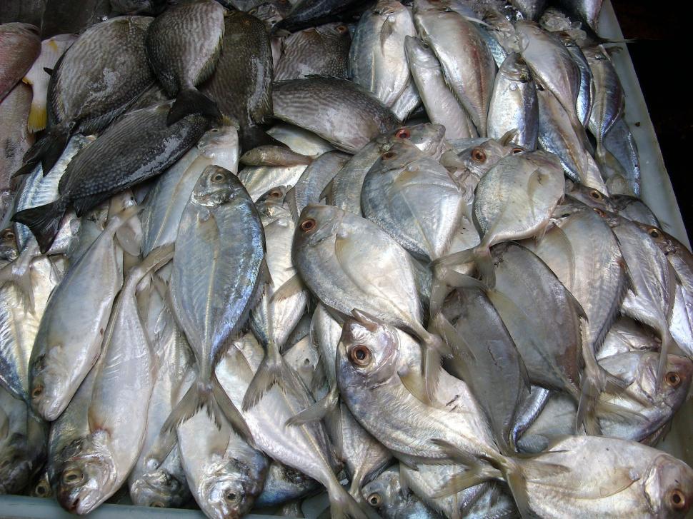 Free Stock Photo of Fresh Fish Stall Download Free Images and Free