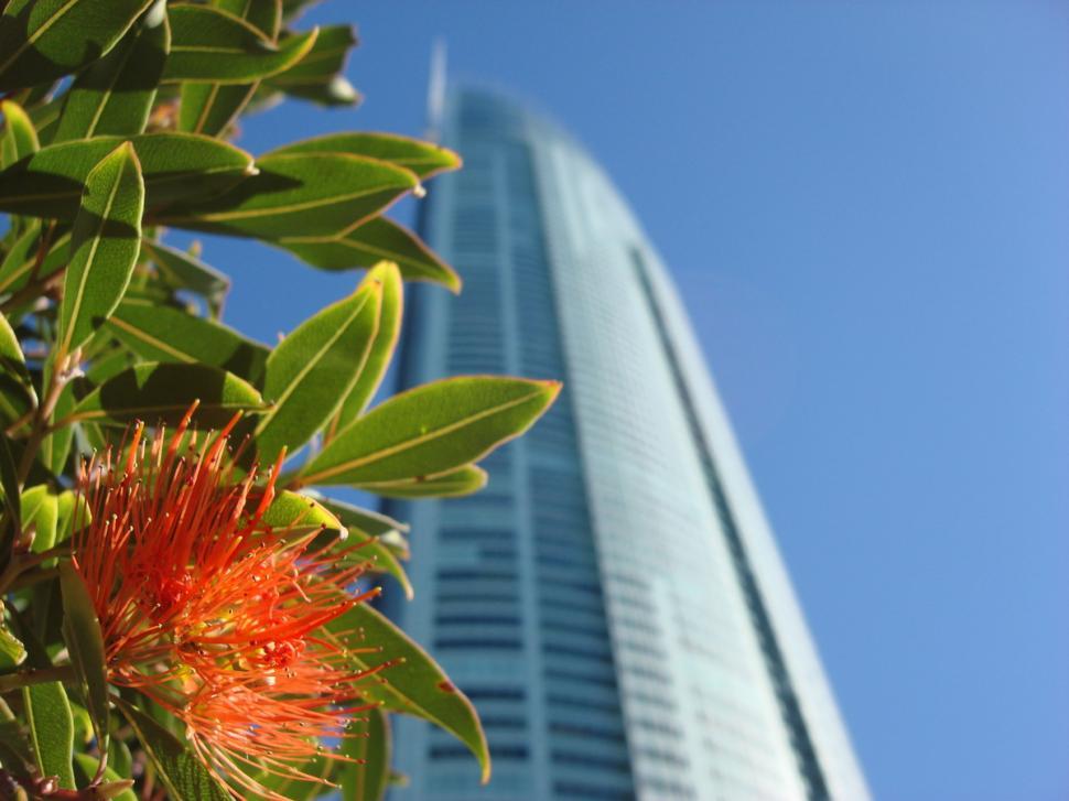 Free Stock Photo of City Flower Download Free Images and Free