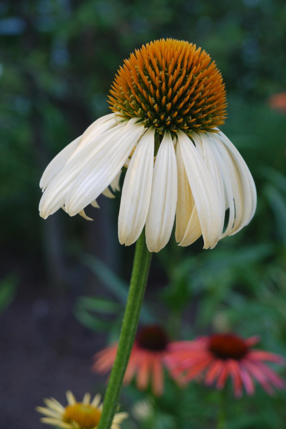 Free Stock Photo of Open White Coneflower Download Free Images and