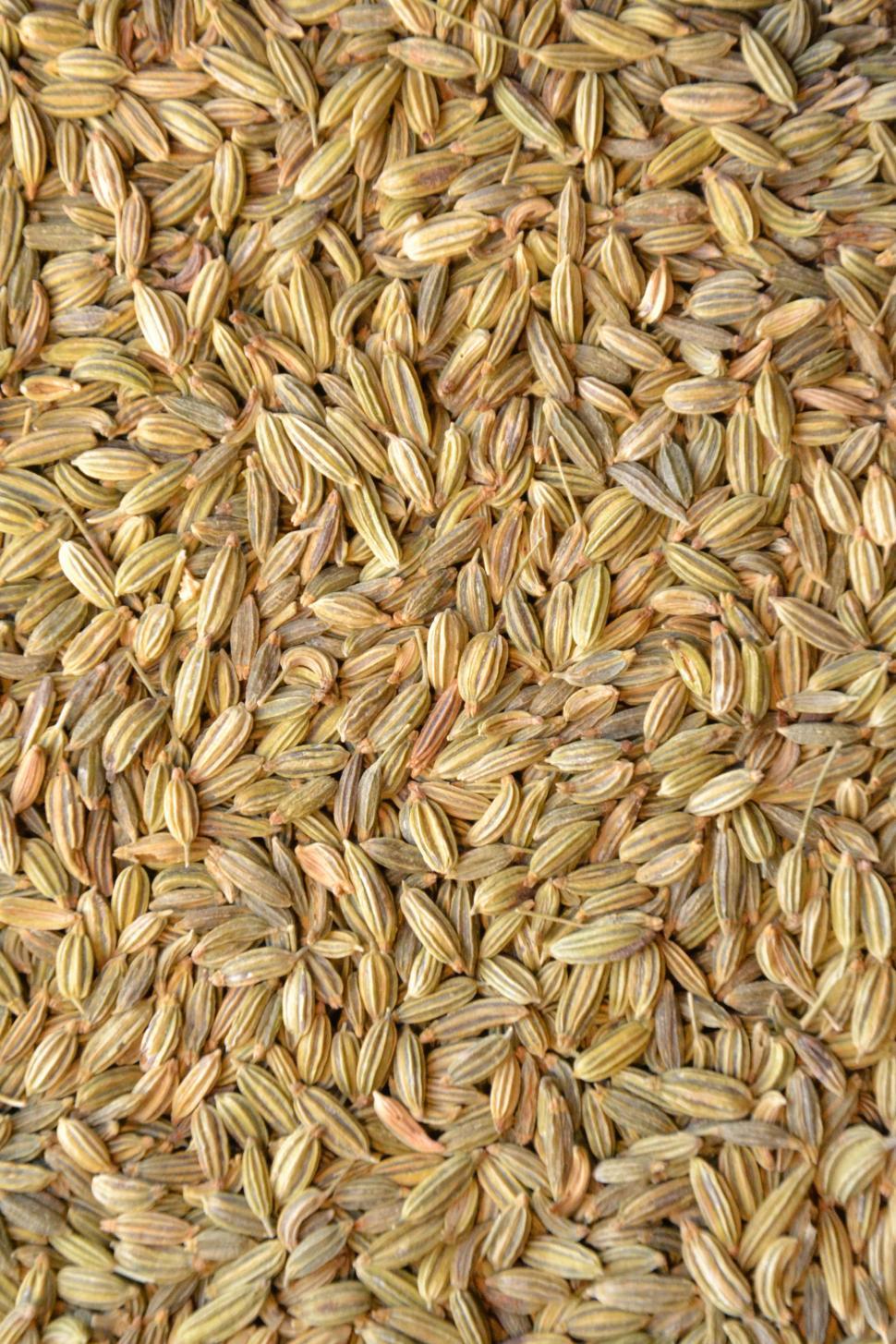 Free Stock Photo of Fennel seeds Download Free Images and Free