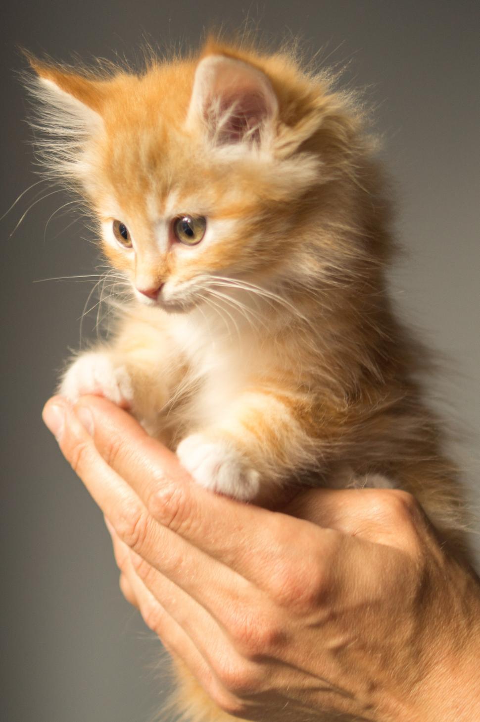 Get Image Of Cute Kitten Gif Cute Wallpaper