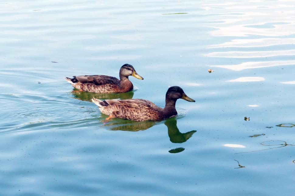 Free Stock Photo of Ducks on Pond Download Free Images and Free