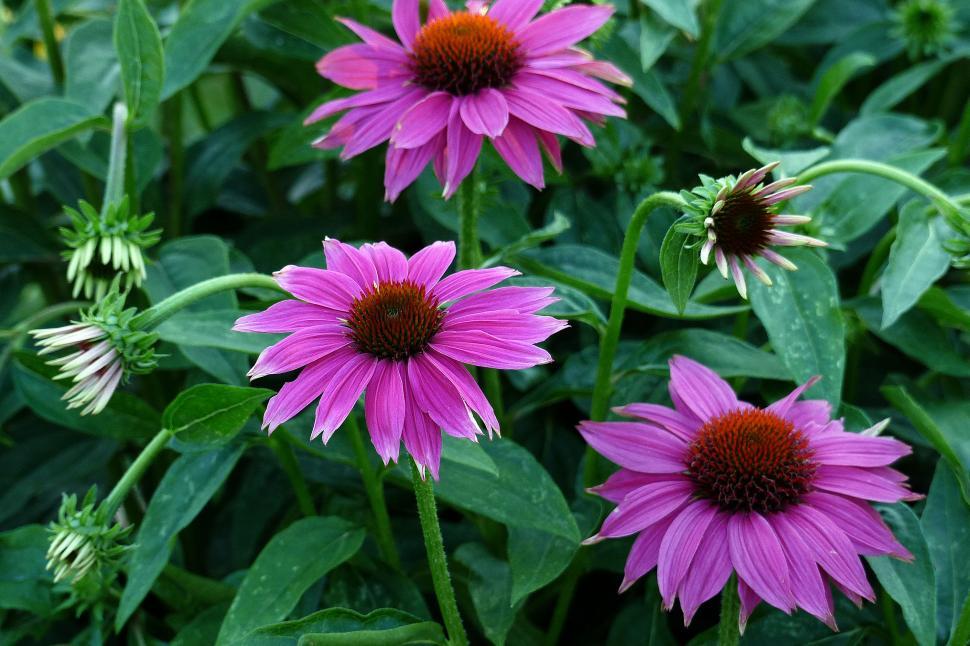 Free Stock Photo of Purple Coneflowers Download Free Images and Free