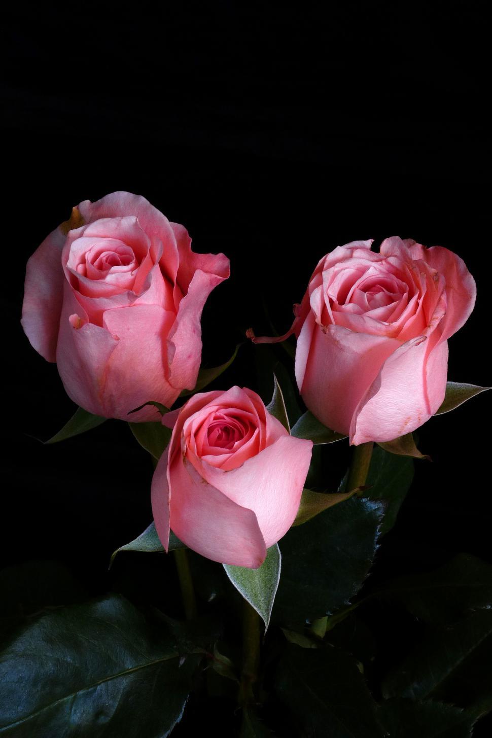 Free Stock Photo of Three Pink Roses Download Free Images and Free