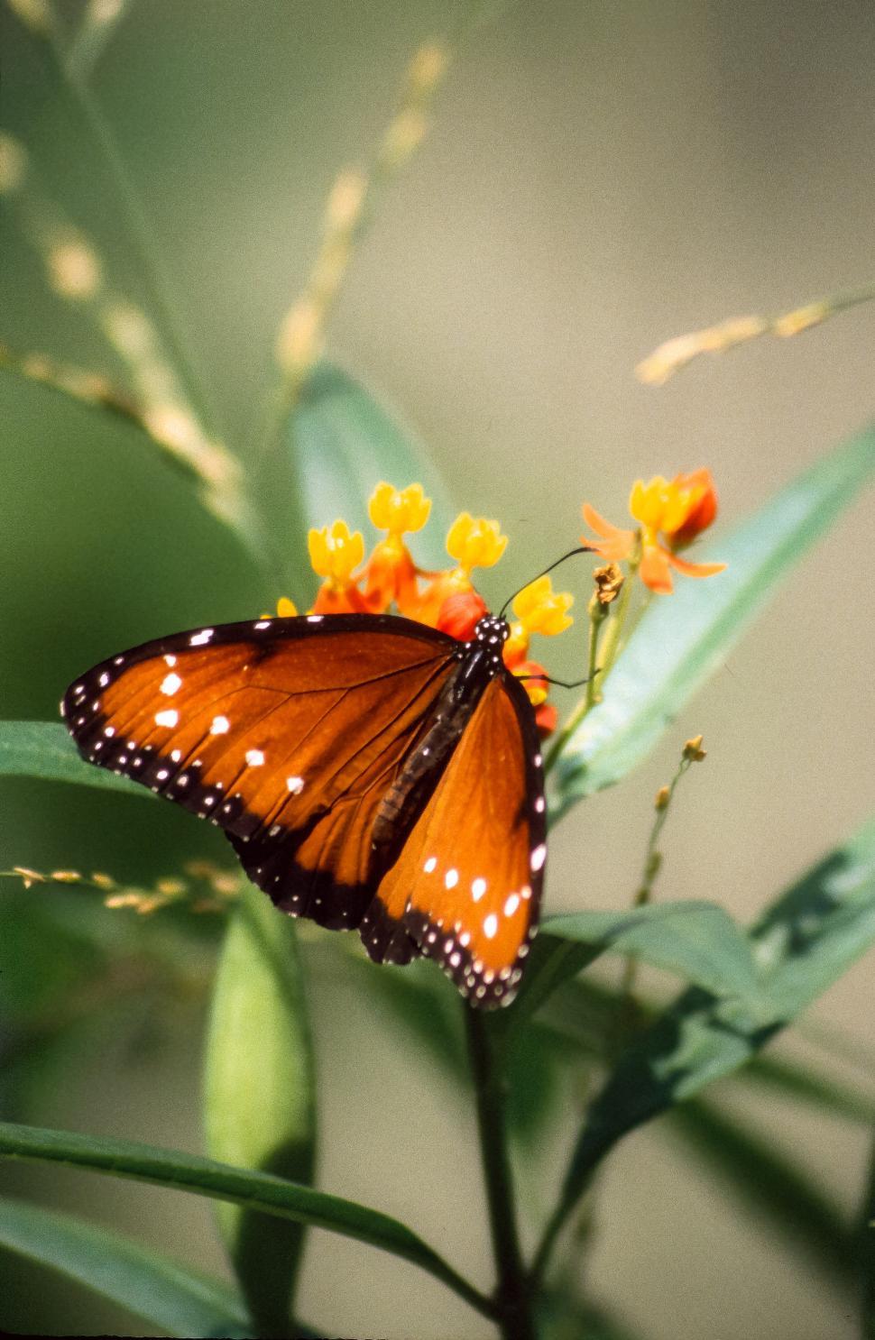 Free Stock Photo of Queen butterfly Download Free Images and Free