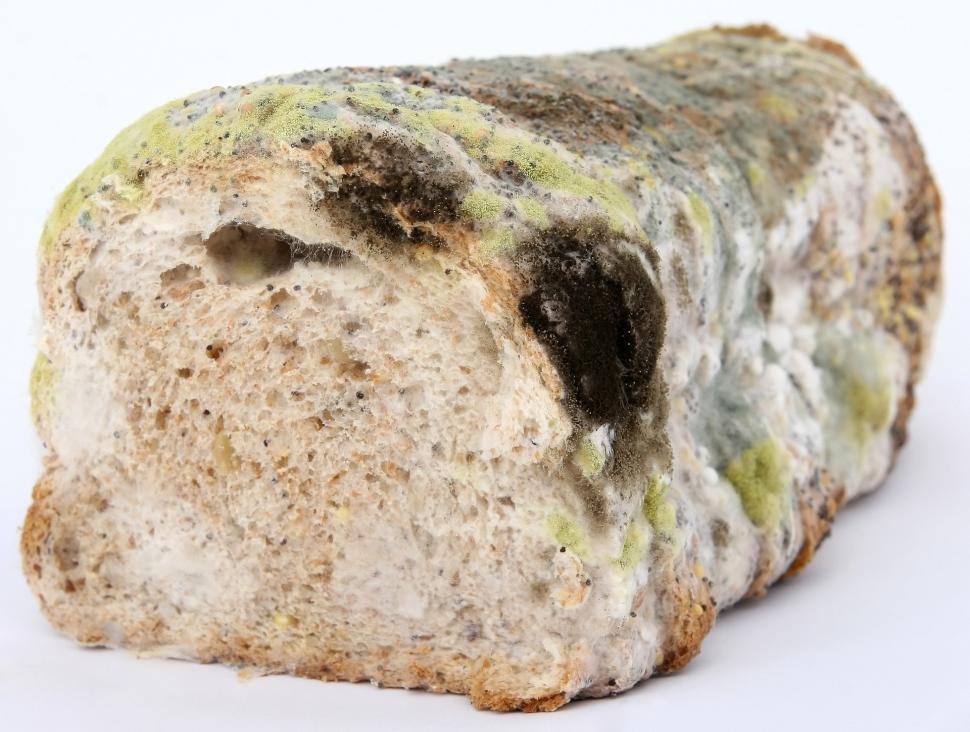 Free Stock Photo of food bread brown mold moldy loaf of bread bad