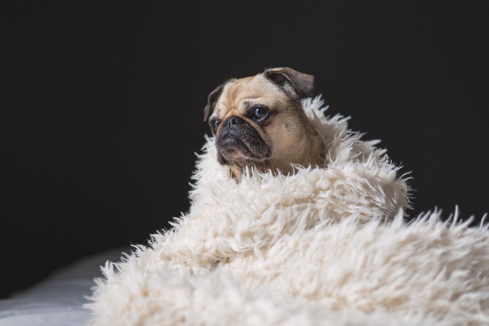Free Stock Photo of Pug In Blanket Download Free Images and Free
