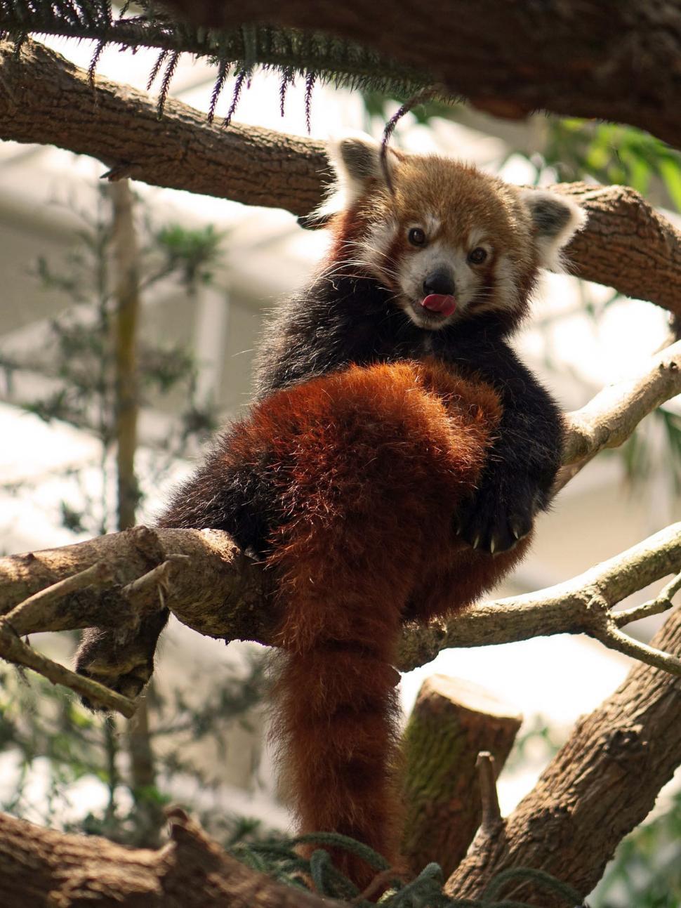Free Stock Photo of Red Panda Download Free Images and Free Illustrations