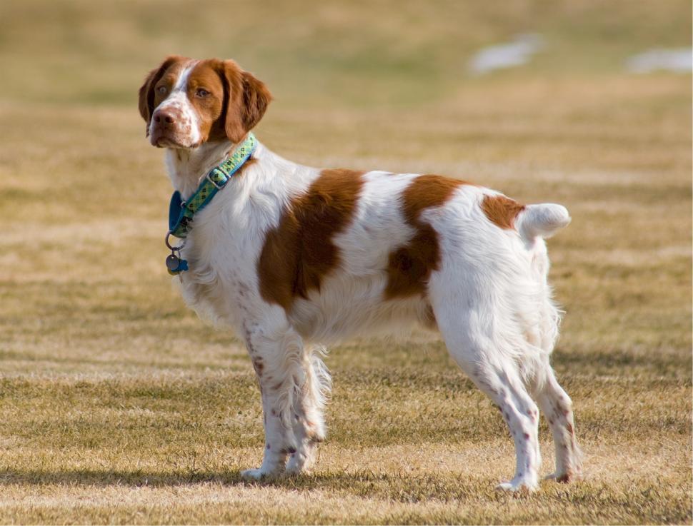 Free Stock Photo of brittany spaniel spaniel sporting dog hunting dog