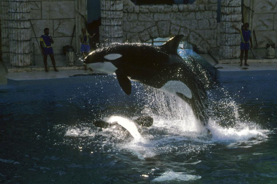 Free Stock Photo of killer whale leaping Download Free Images and