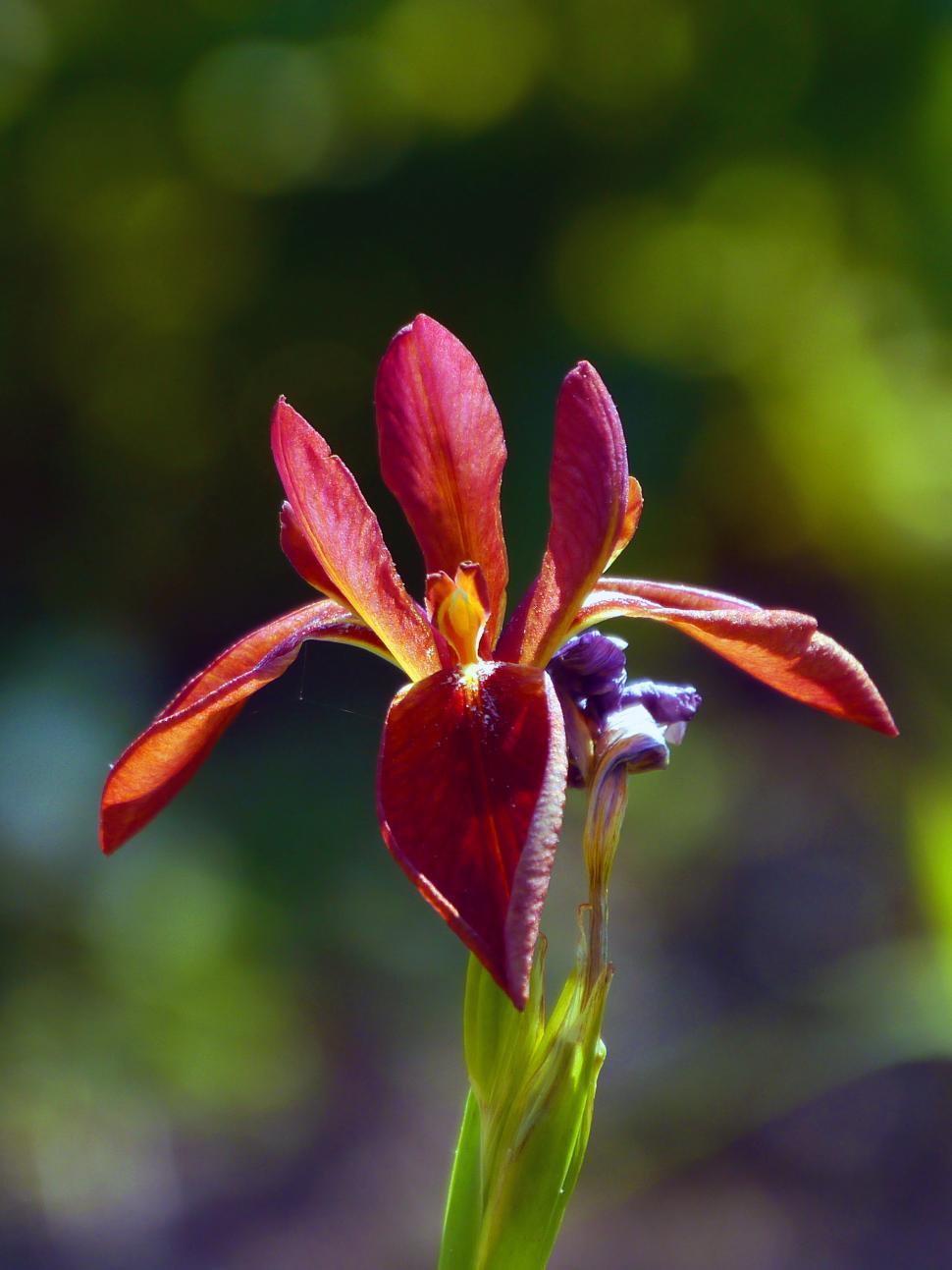 Free Stock Photo of Red Iris Download Free Images and Free Illustrations