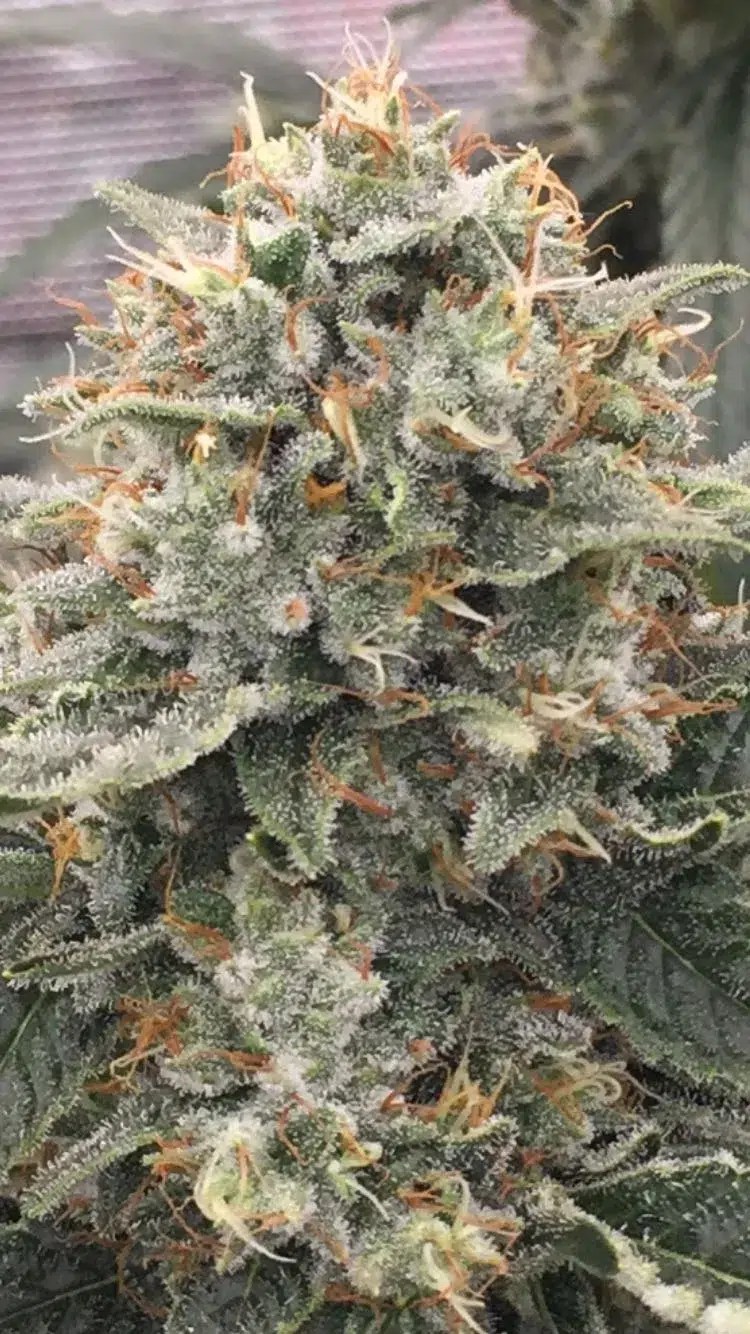 GORILLA GLUE GOLD Wietzaden De beste gorilla Glue Wiet zaden kopen