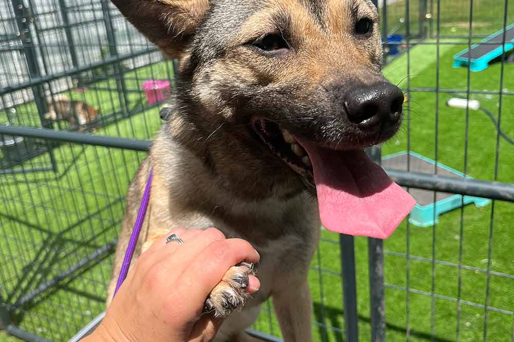 Dog Boarding * Rochester NY * Free Spirit Hounds