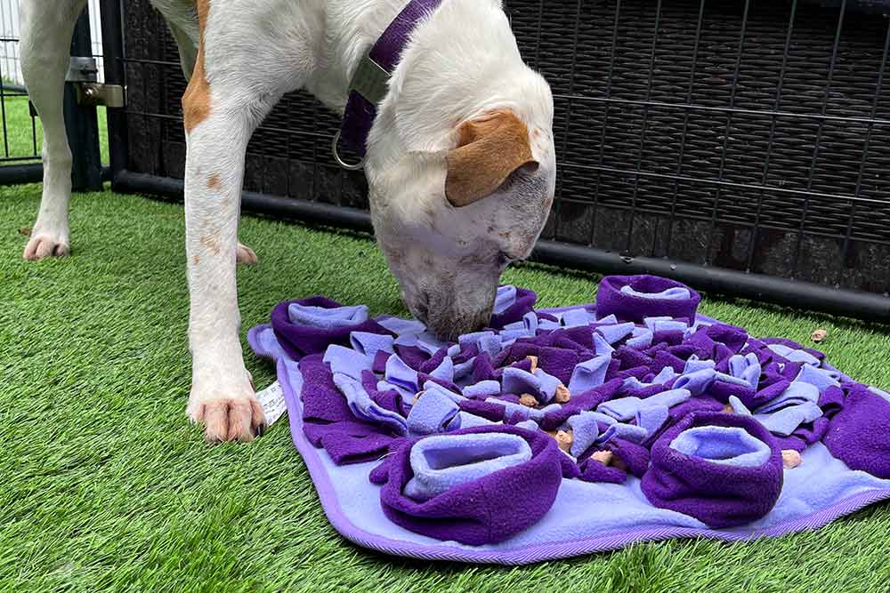 Dog Boarding * Rochester NY * Free Spirit Hounds