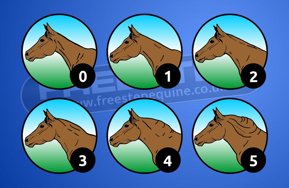 EQUINE METABOLIC SYNDROME Freestep Ltd Laminitis, EMS and Cushings