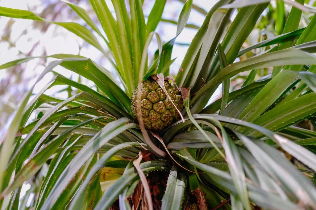 Pineapple tree Free stock photo