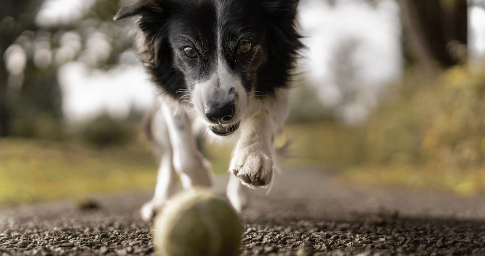 How to Find Pets for Free or Cheap In East Texas Free Stuff Texas