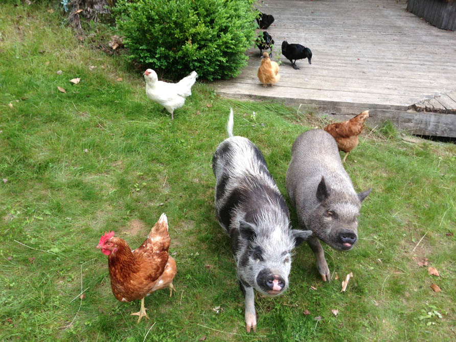 Cottage Pigs » FreestyleFarm