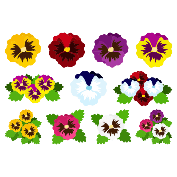 Pansy SVG