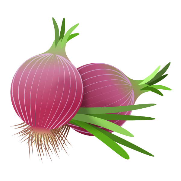 red onions 010220192 Free SVG