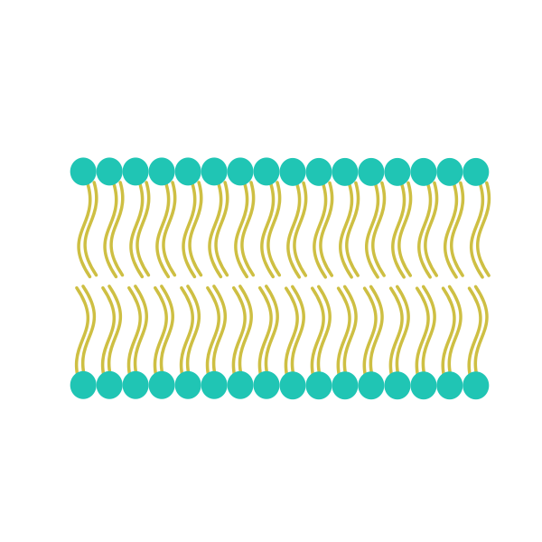 Cell Membrane Cartoon Drawing Hueso Wallpaper Images