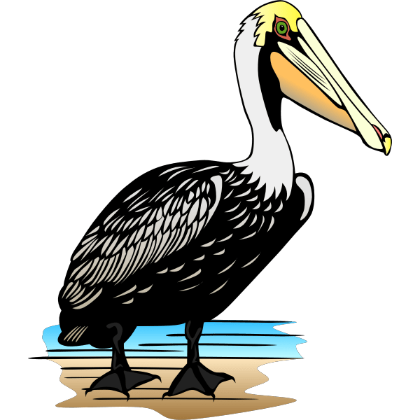 Pelican bird vector image Free SVG