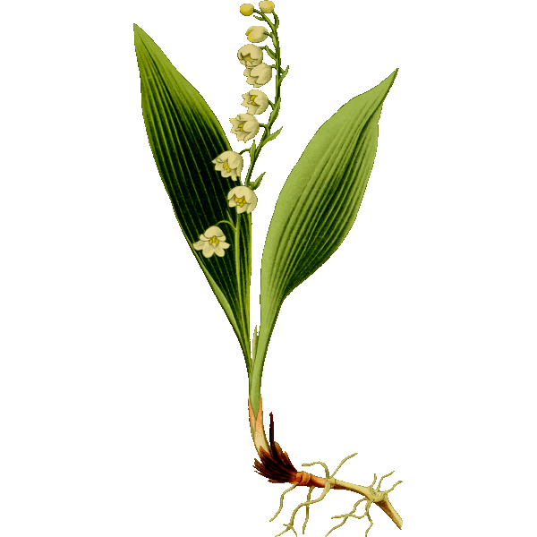 Lily Of The Valley Cutting Image Lily Of The Valley Silhouette Svg Lily