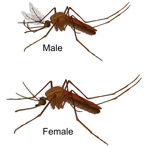 Male and Female Mosquito Free SVG