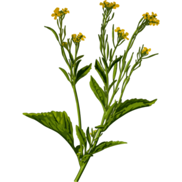 Mustard plant Free SVG