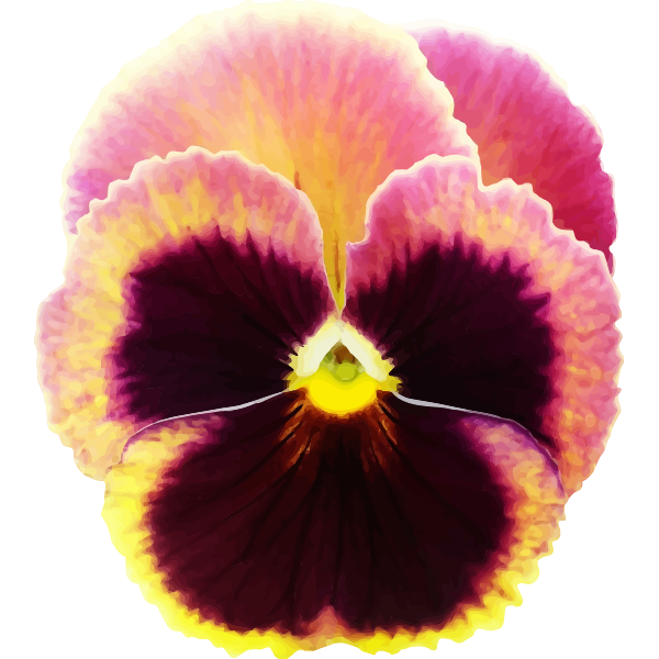 Pansy Flower Svg