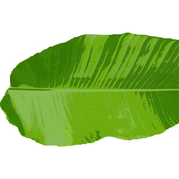 Banana leaf Free SVG