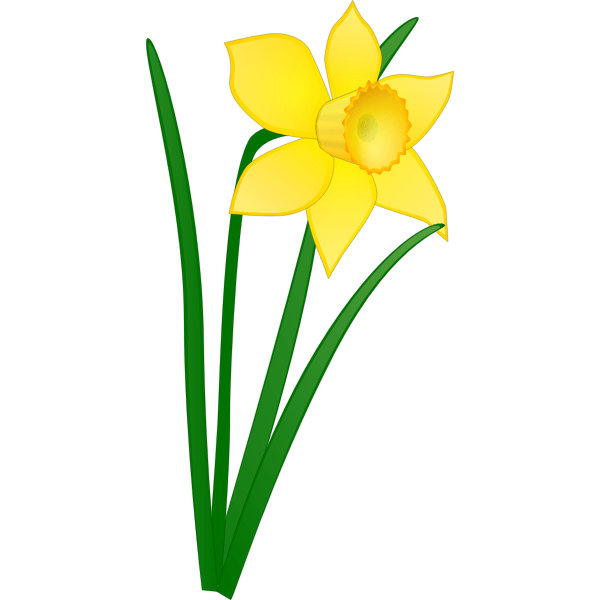 Daffodil flower Free SVG