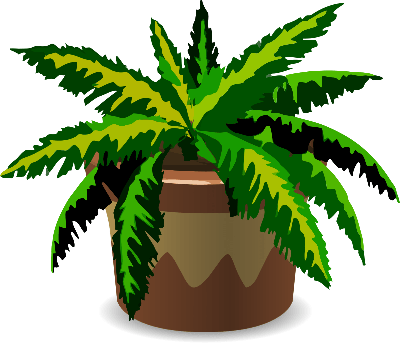 Spiky house plant Free SVG