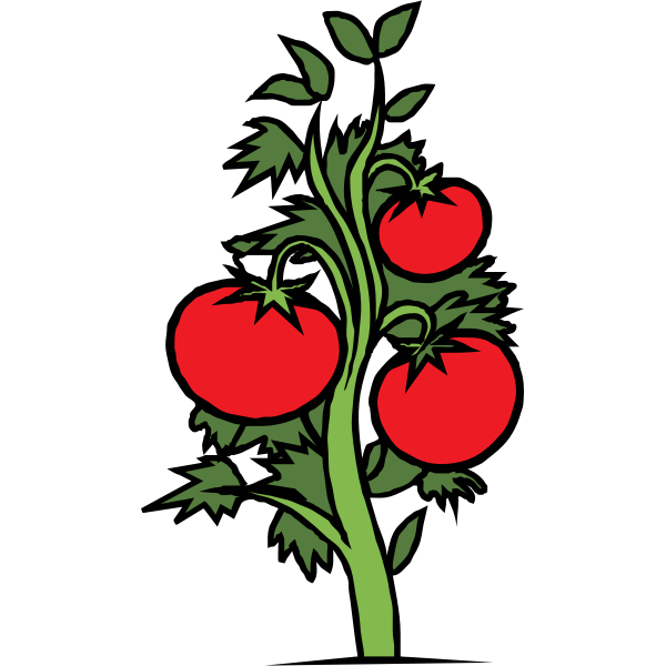 Tomato plant vector clip art Free SVG
