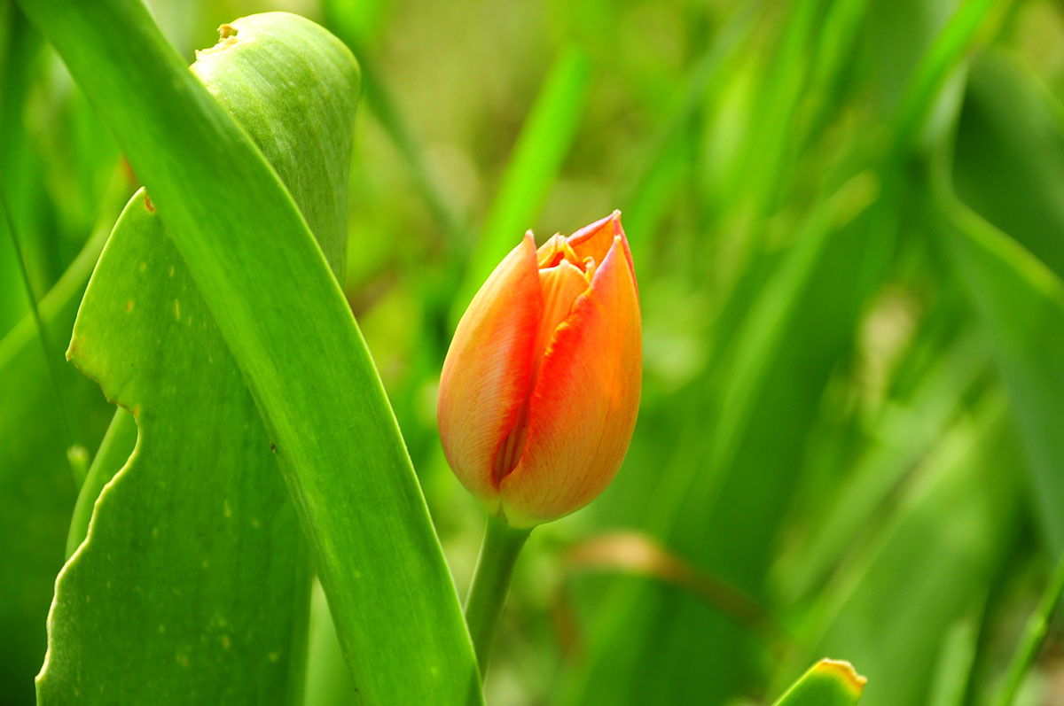 Tulip2