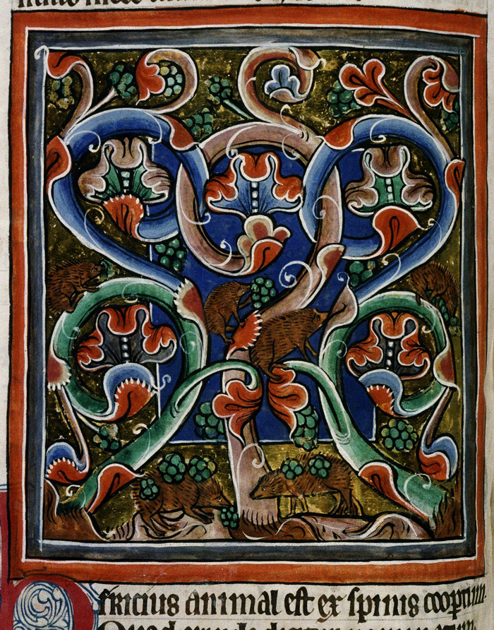 Bodleian Library, MS. Bodley 764, Folio 52v Hedgehogs climb grape vines while others roll on the fallen grapes to stick them to their spines, so they can carry the food home to their families.