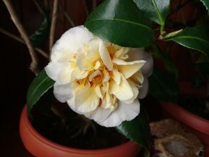 White Camelia