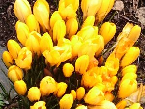 Yellow Crocus