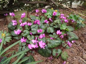 Cyclamen