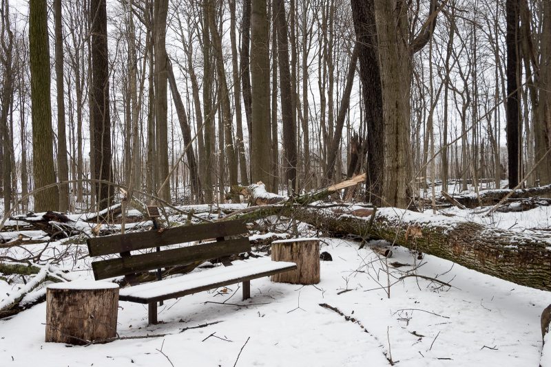 Fallen tree