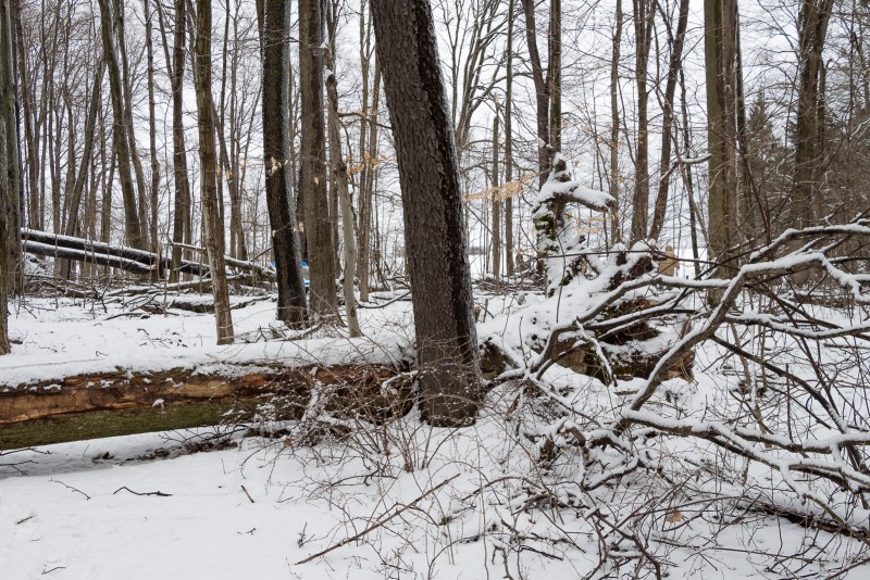 Uprooted tree