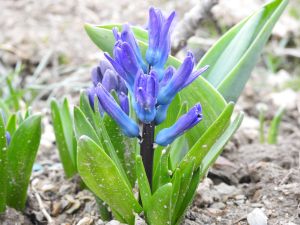 A blue flower for which I am too lazy to search the name of.