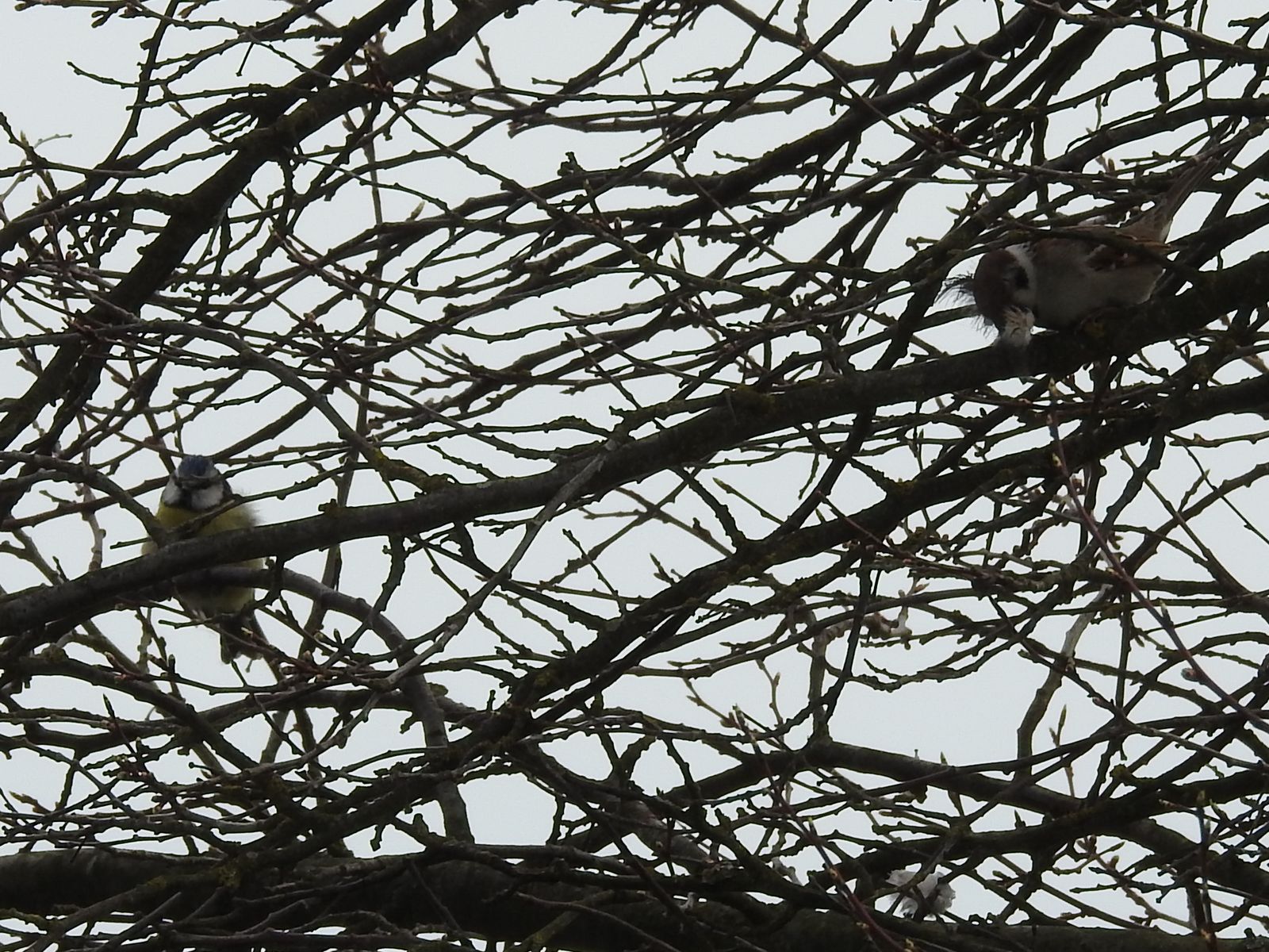 Birds on a tree